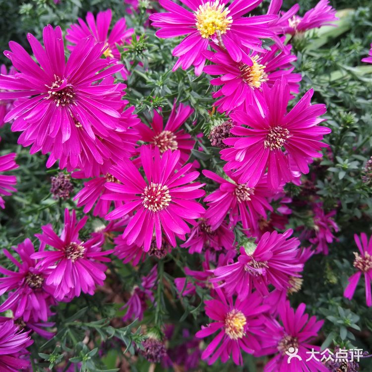 亦庄里比较大的街心花园