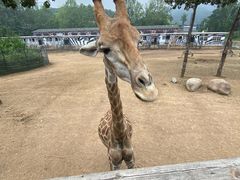 -大连森林动物园