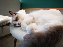 -飞行喵MR PILOT|猫舍·猫咖(静安大融城店)