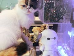 -平行世界·猫咖(首经贸店)