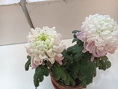 -汇龙潭
