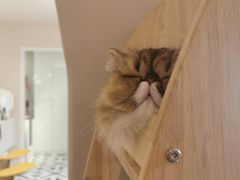 -More Fun猫咖 二十只万元加菲主题