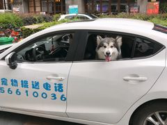 专车接送服务-BABYDOG宝贝狗宠物乐园(欧洲城店)