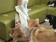 -是阿柴呀！柴犬咖啡·爱喵喵猫咖