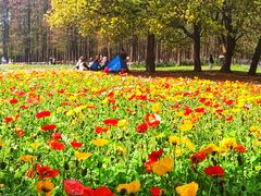 -上海共青森林公园