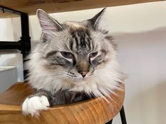 -是阿柴呀！柴犬咖啡·爱喵喵猫咖