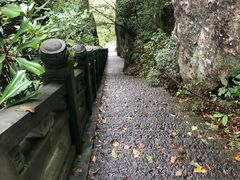 -天目山大树王景区