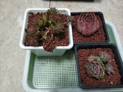 -蜜雪冰城(新华路店)