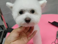 -宠福鑫康馨动物医院·骨科·眼科