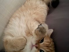 -瑞鹏瑞爱宠物医院·全科·猫科·血液透析中心(龙头寺店)