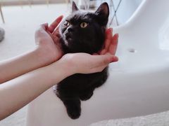 -泰国佛·塔罗·泰牌狐仙古曼