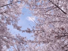 -樱花山风景区