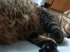 -爱侣宠医·鹦鹉专科·小型哺乳类·异宠专科(灵石路店)