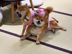 -逗柴咖啡屋·狗咖猫咖宠物桌游