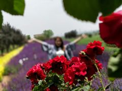 -君乐宝优致牧场