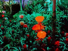 -南宫五洲植物乐园