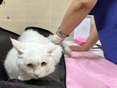 -北京观赏动物医院·24小时大型综合·猫专科·异宠专科