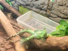 -上海大自然野生昆虫馆(东方明珠·爬宠昆虫探索中心)