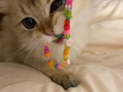 -欣宠猫屋·矮脚拿破仑·蓝金金渐层