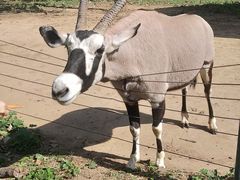 -大连森林动物园