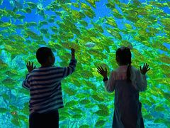 -芜湖新华联大白鲸海洋公园