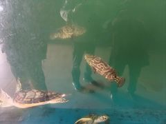 -广东惠东海龟国家级自然保护区