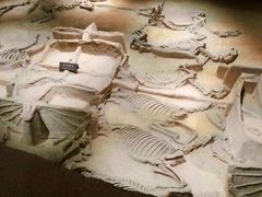 -洛阳周王城天子驾六博物馆