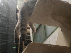 -猫咪博物馆(顶澳仔猫街店)