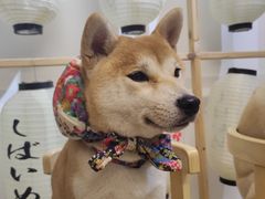 -柴迷FANS CLUB·柴犬狗咖·猫咖