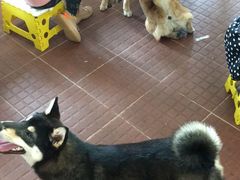 -柴犬高等学院·狗咖·柴犬售卖·宠物训练