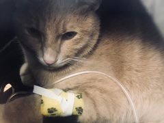 -伟伟宠物医院·瑞派猫友好医院·猫科(光谷店)