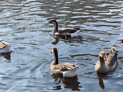 -石家庄市动物园