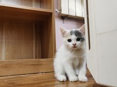 -这儿没有猫·猫咖萌宠馆·撸猫