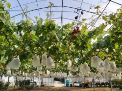 -哈玛匠果园