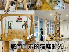 -楼上猫咖(罗湖店)