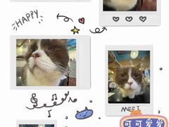 -猫小院猫主题咖啡厅(北锣店)