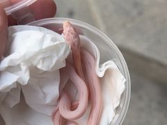 -酷以爬仙阁实体爬宠店·守宫·蜥蜴·专业繁育