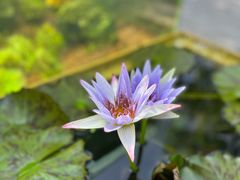 -上海辰山植物园