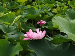 -荷塘月色湿地公园·向阳花洲