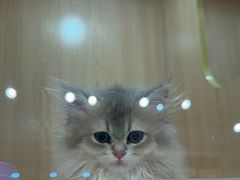 -爪爪喵星球·猫舍(卓悦中心店)