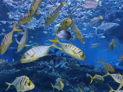 -海合安成都极地海洋公园