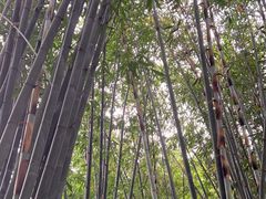 -望江楼公园