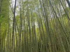-同里国家湿地公园