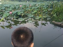-新江湾城公园