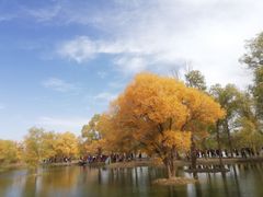 -金塔沙漠胡杨林景区