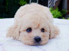 -翊宠yipet猫狗购宠庄园犬舍•猫舍