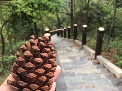 -田心森林公园