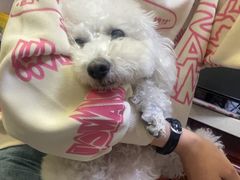 -宠爱国际动物医院· 猫科· 外科·中兽医(长白店)