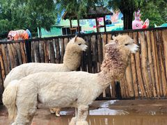 -鄂尔多斯野生动物园