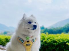 -白茶原·一片叶子
